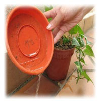 Pour away excess water